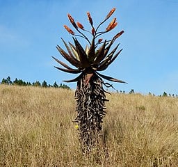 Aloe marlothii Types of Aloe Plants