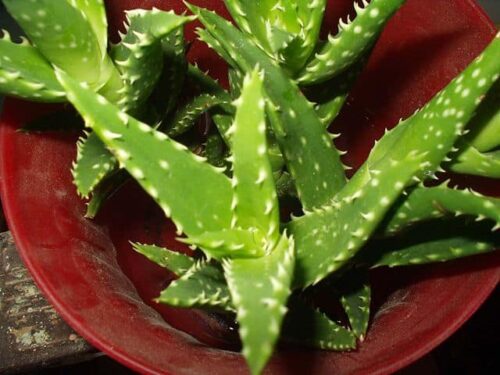 Aloe Crosby's Prolific Types of Aloe Plants