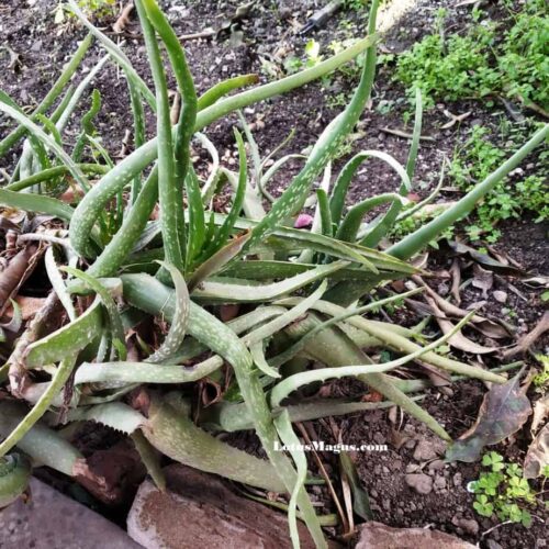 Aloe vera seedlings