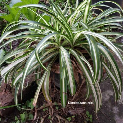 spider plant light requirements