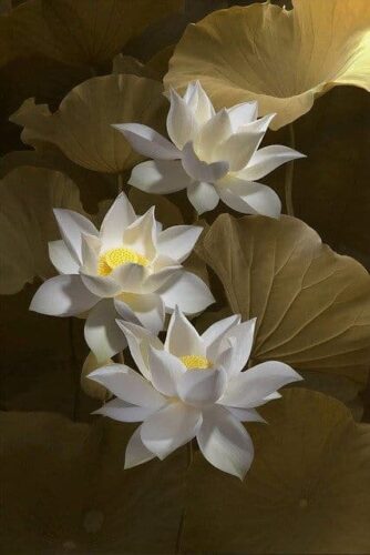 Lotus flower meaning spiritual
