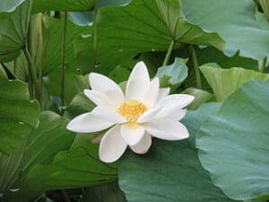Spiritual Meaning of White Lotus Flowers