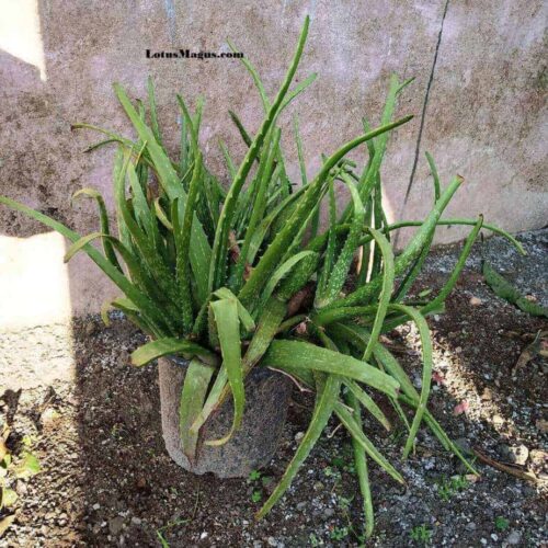 Can You Freeze Aloe Vera Plant