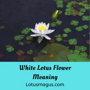 White Lotus Flower Meaning