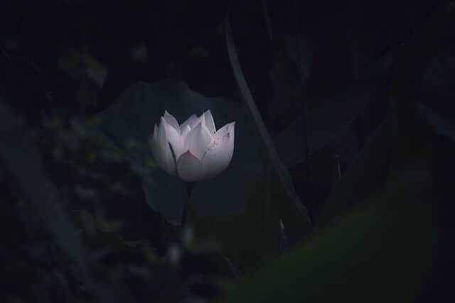 Black Lotus Flower Meaning