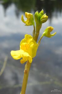 Utricularia Delphiniums