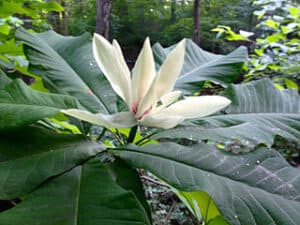 Flowers That Start With U Umbrella Magnolia