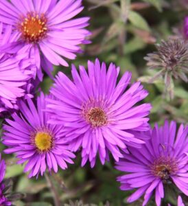 New England Aster 'Purple Dome'