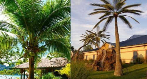 Difference between Coconut Tree and Palm Tree