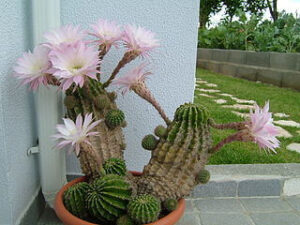 Flowers That Start With E Echinopsis