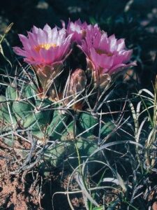 Uinta Cuenca Hookless Cactus