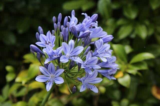 African Lily Agapanthuses