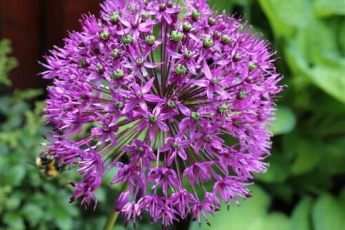 26 Blumen, die mit A beginnen (Liste der Blumennamen A)