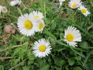 Flowers That Start With E English Daisy