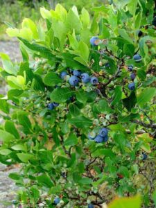 Highbush blueberry