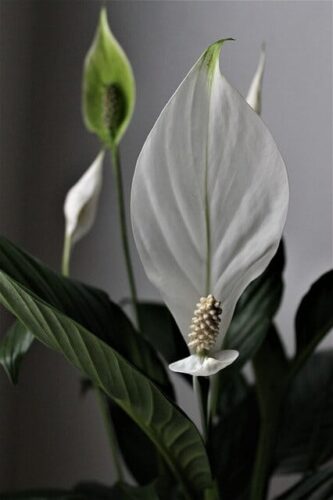 How much sun does a peace lily need