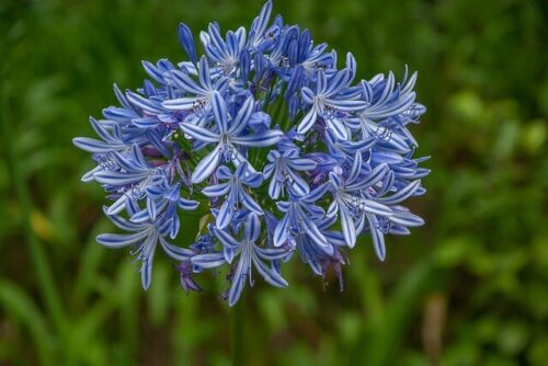 26 Blumen, die mit A beginnen (Liste der Blumennamen A)
