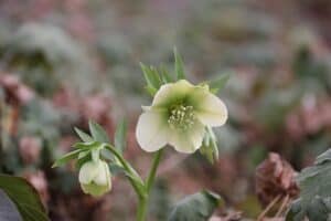 Flowers that Start with H Hellebore