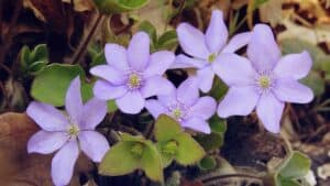 Flowers that Start with H Hepatica