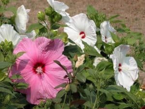 Flor de hibisco resistente
