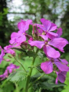 Honesty flower