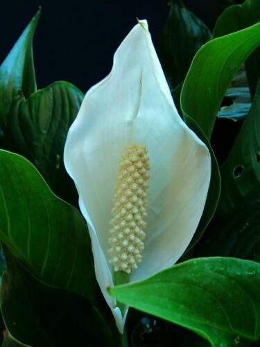 Peace Lily Root Rot