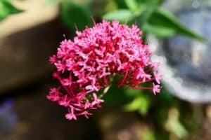 Heliotrope flower