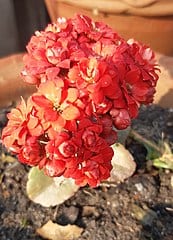 Florist Kalanchoe