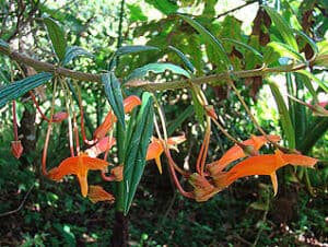 Goldfish Plant