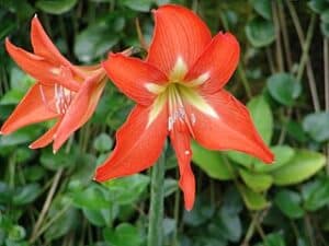 Hippeastrum