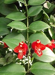 Basket Vine