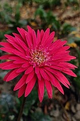 Barberton daisy