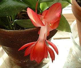 House Plant With Orange Flowers