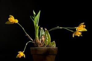 Lycaste Orchid