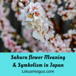 Sakura Flower Meaning