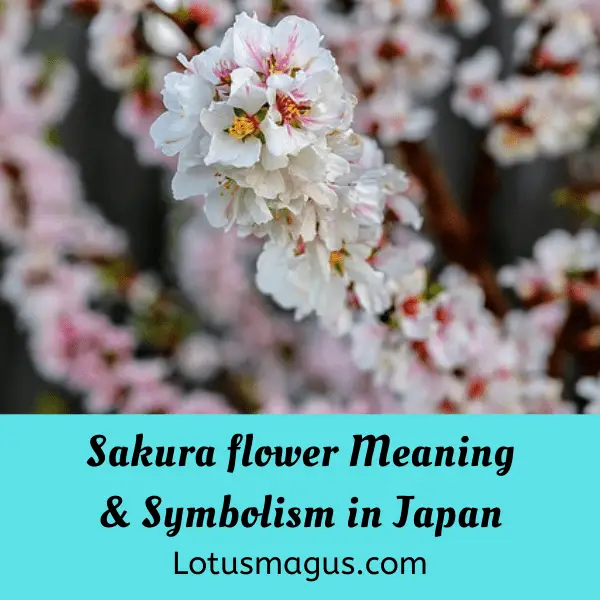 sakura-flower-meaning