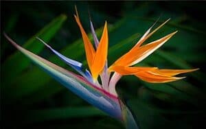 Bird of Paradise