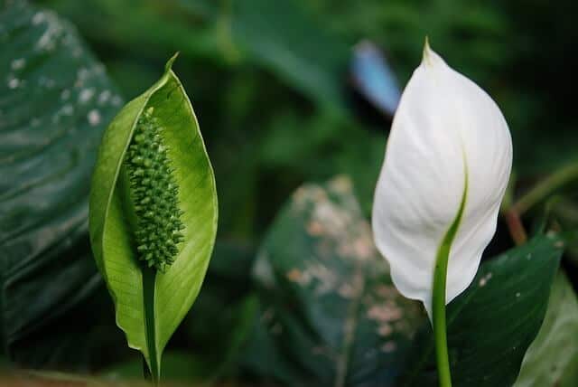 How Much Water Does a Peace Lily Need