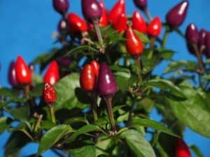 Ornamental Pepper Plant