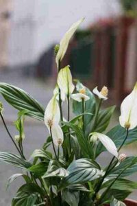 Root Bound Peace Lily