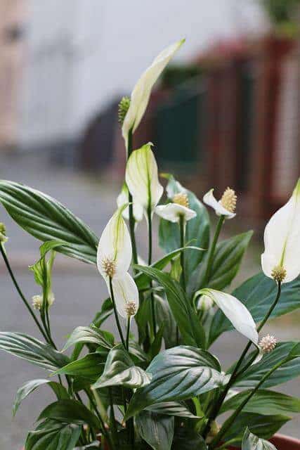 Does Peace Lilies Like to be Root Bound