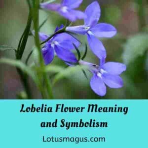 Lobelia Flower Meaning