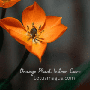 Orange Star Plant Indoor Care