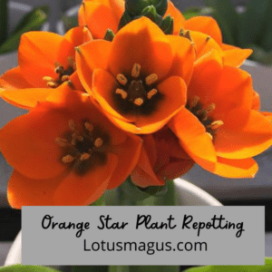 Orange Star Plant Repotting