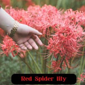 Red Spider lily