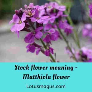 Stock Flower Meaning