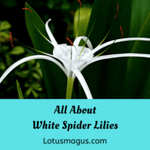 White spider Lily