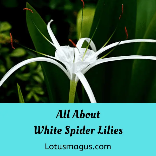 Ядовитые лилейные. White Spider Lily. Ядовитая Лилия. Лилии ядовиты для людей. Паучьи лилии ядовиты.