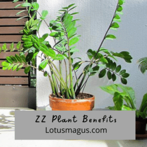 ZZ Plants Benefits