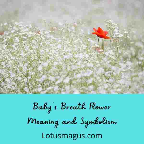 Baby s Breath Flower Meaning Spiritual Symbolism Colors